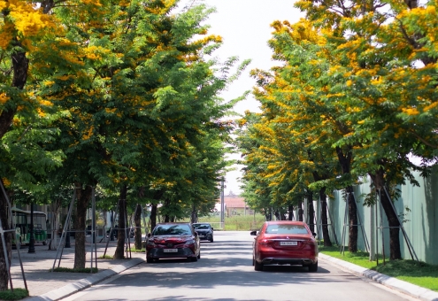 Giáng hương chạm ngõ Ecogarden